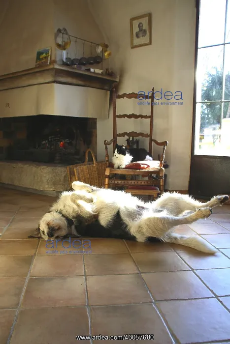 : Cat and dog slept around a fireplace France : Cat and dog slept around a fireplace France