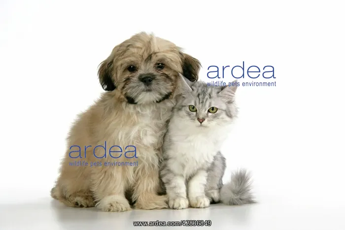: CAT & DOG. Tiffanie with Lhasa Apso cross puppy : CAT & DOG. Tiffanie with Lhasa Apso cross puppy