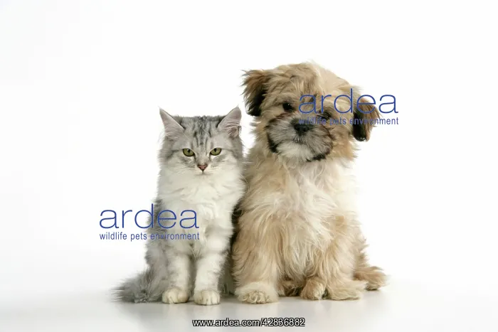 : CAT & DOG. Tiffanie with Lhasa Apso cross puppy : CAT & DOG. Tiffanie with Lhasa Apso cross puppy