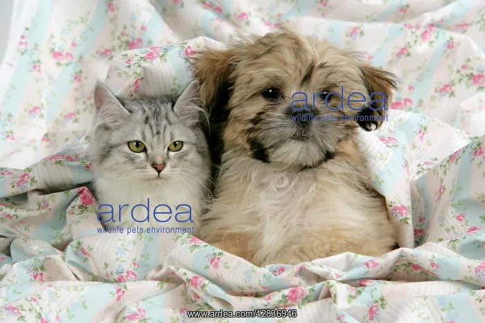 : CAT & DOG. Tiffanie with Lhasa Apso cross puppy : CAT & DOG. Tiffanie with Lhasa Apso cross puppy