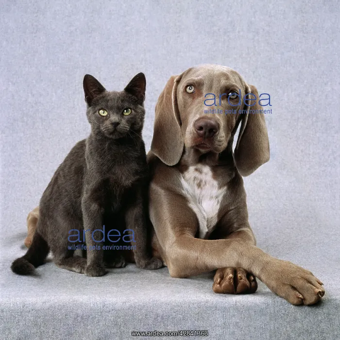 : Cat & Dog - Weimaraner Dog & Blue Cat : Cat & Dog - Weimaraner Dog & Blue Cat