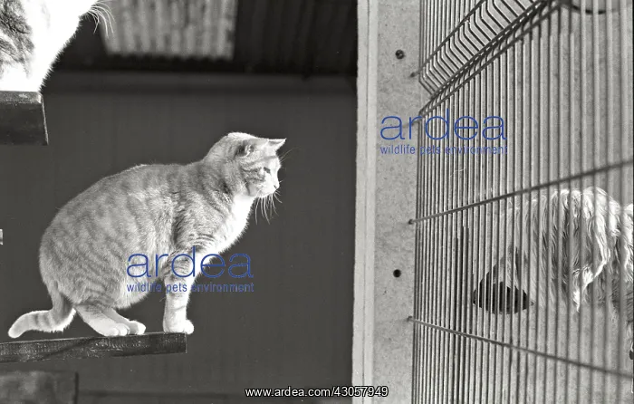 : Cat and dogs separated by a grid Refuge of Beauregard : Cat and dogs separated by a grid Refuge of Beauregard