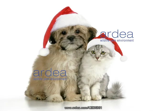 : CAT & DOG.Tiffanie with Lhasa Apso cross puppy : CAT & DOG.Tiffanie with Lhasa Apso cross puppy