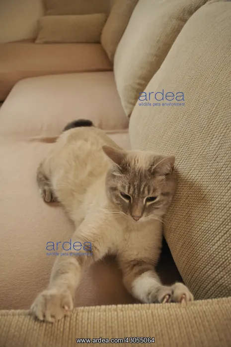 : Cat doing his claws on a sofa France : Cat doing his claws on a sofa France