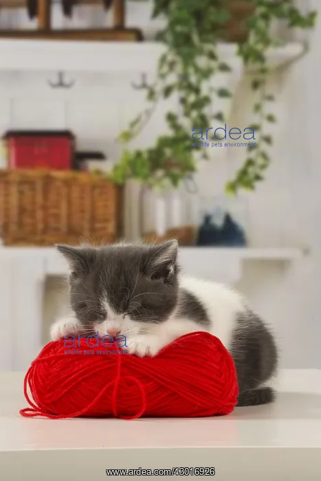  : Cat Domestic