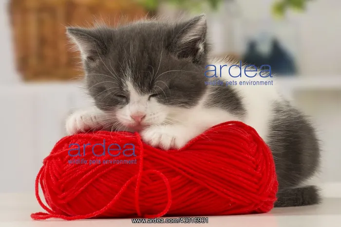 : Cat Domestic