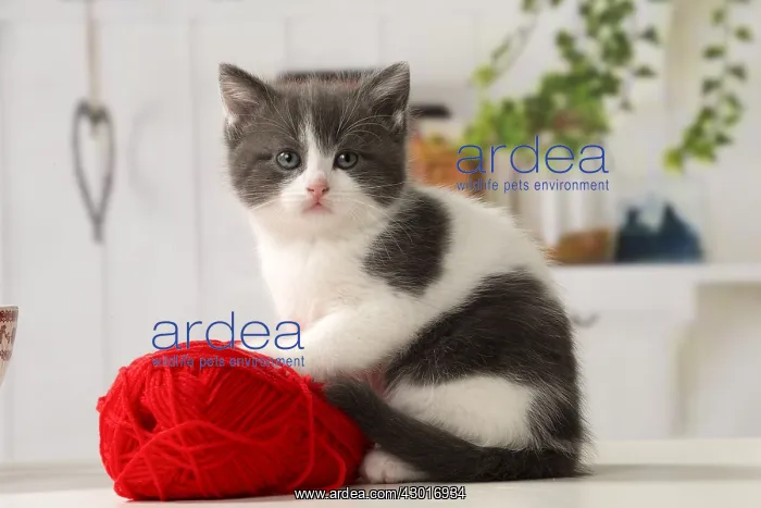  : Cat Domestic
