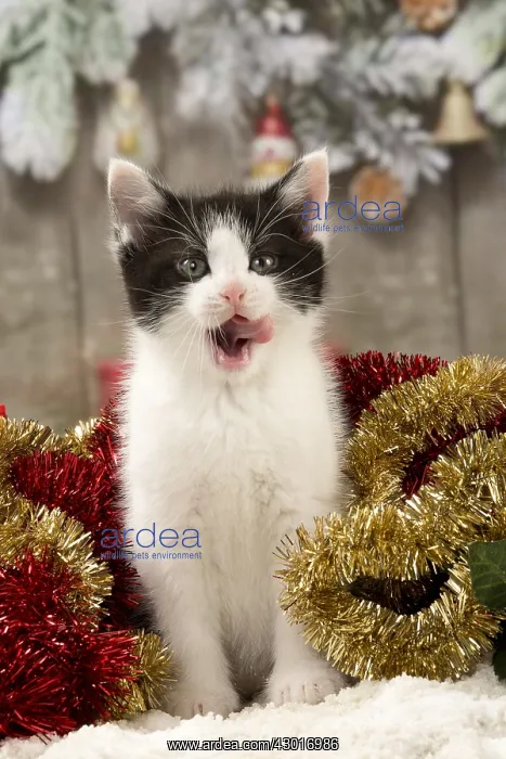  : Cat Domestic
