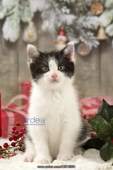  : Cat Domestic