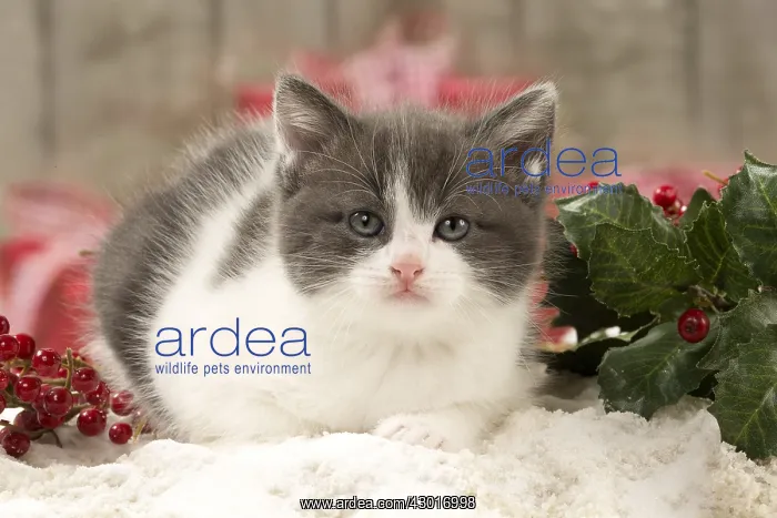  : Cat Domestic
