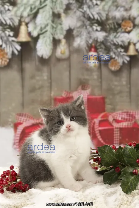  : Cat Domestic