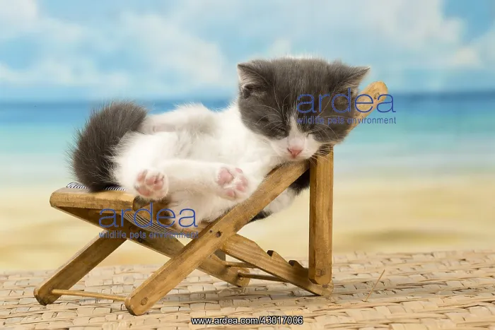  : Cat Domestic