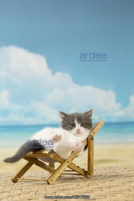 : Cat Domestic