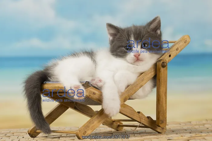  : Cat Domestic