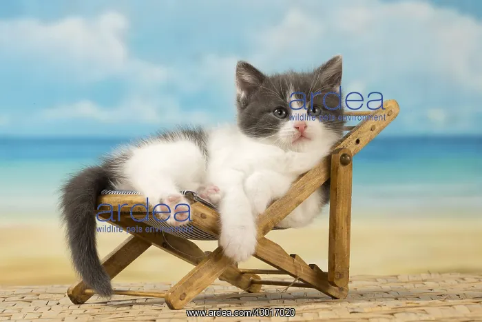  : Cat Domestic