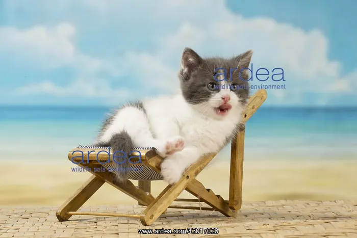  : Cat Domestic