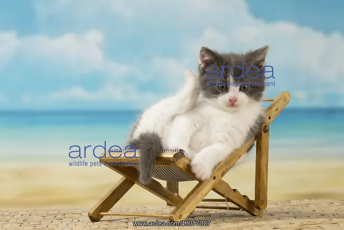 : Cat Domestic : Cat Domestic