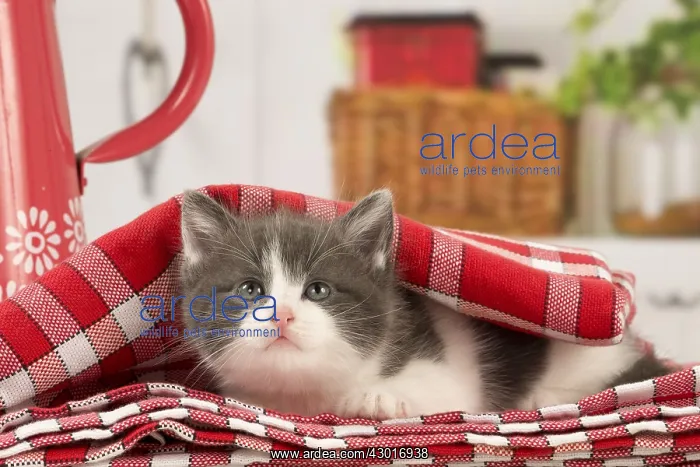  : Cat Domestic 6 week old kitten