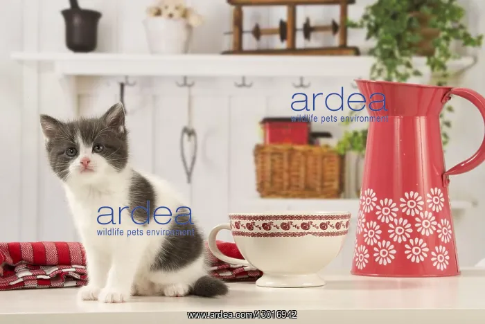  : Cat Domestic 6 week old kitten