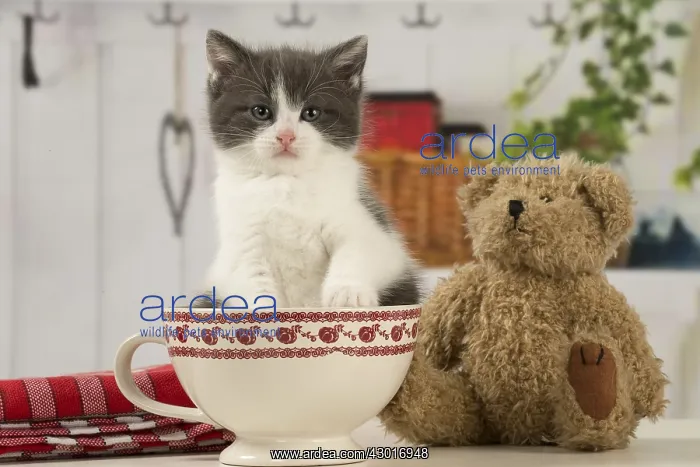  : Cat Domestic 6 week old kitten