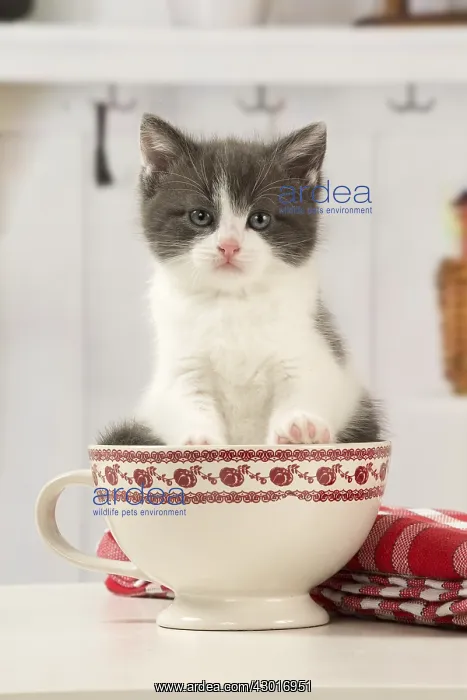  : Cat Domestic 6 week old kitten