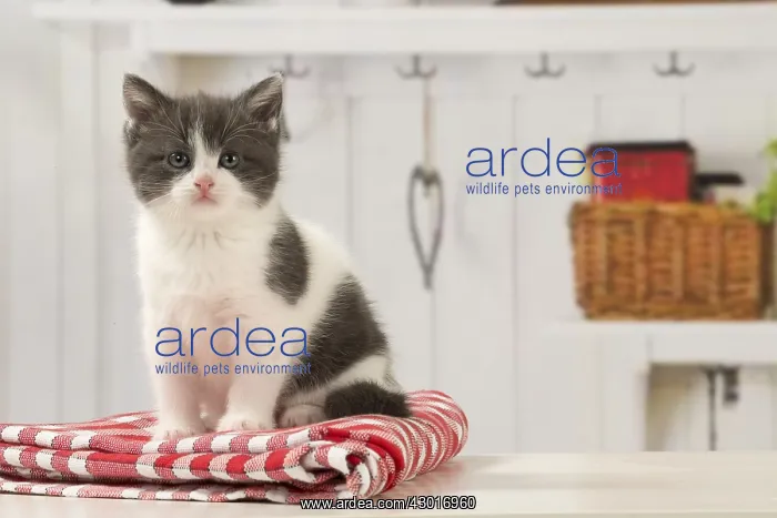  : Cat Domestic 6 week old kitten