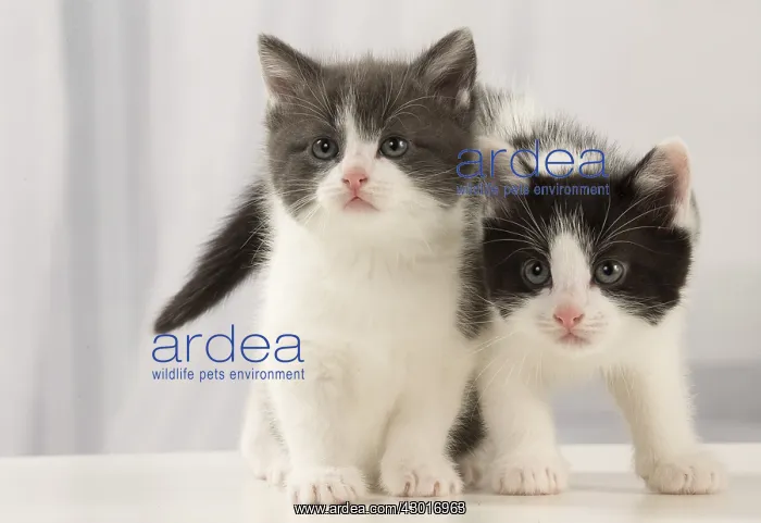  : Cat Domestic 6 week old kitten