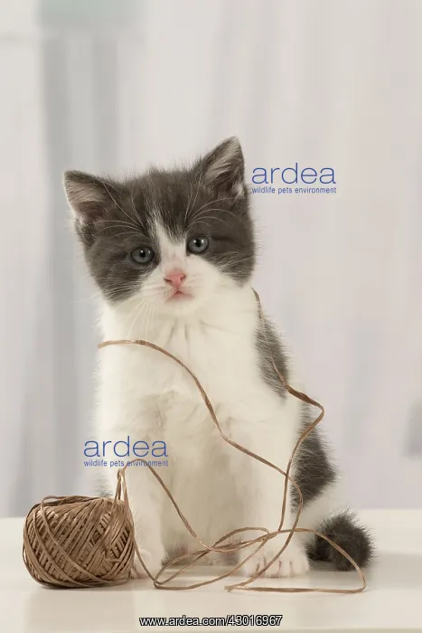  : Cat Domestic 6 week old kitten