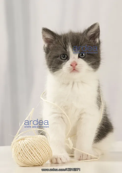  : Cat Domestic 6 week old kitten