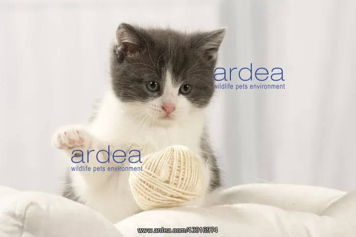  : Cat Domestic 6 week old kitten