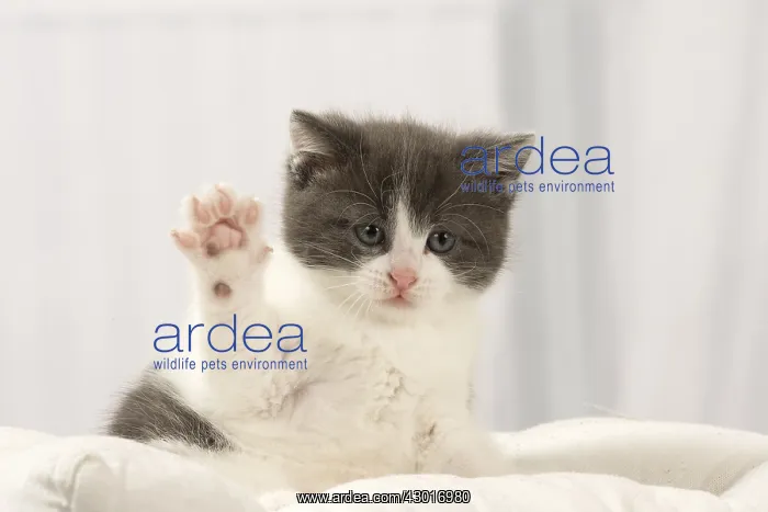  : Cat Domestic 6 week old kitten