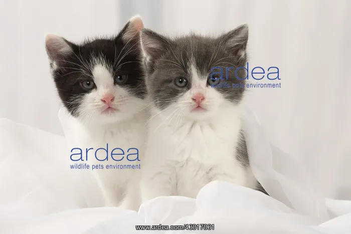  : Cat Domestic 6 week old kitten
