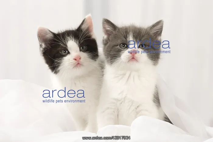  : Cat Domestic 6 week old kitten