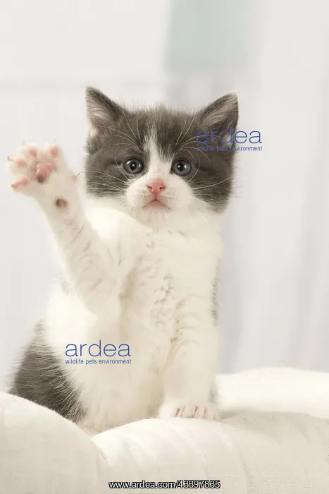  : Cat Domestic 6 week old kitten