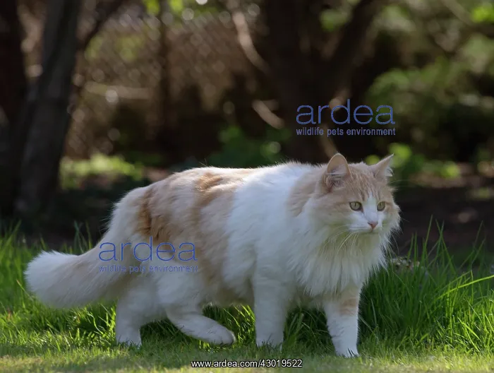  : Cat Domestic Cat