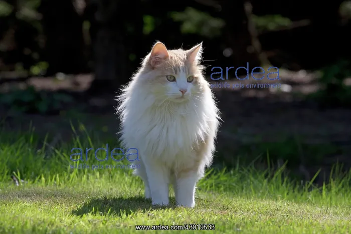  : Cat Domestic Cat