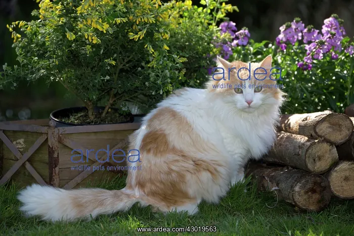  : Cat Domestic Cat