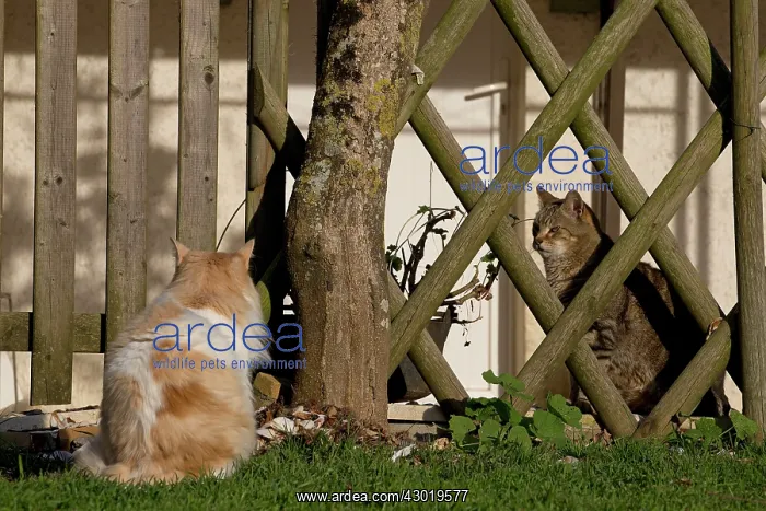 : Cat Domestic Cat : Cat Domestic Cat