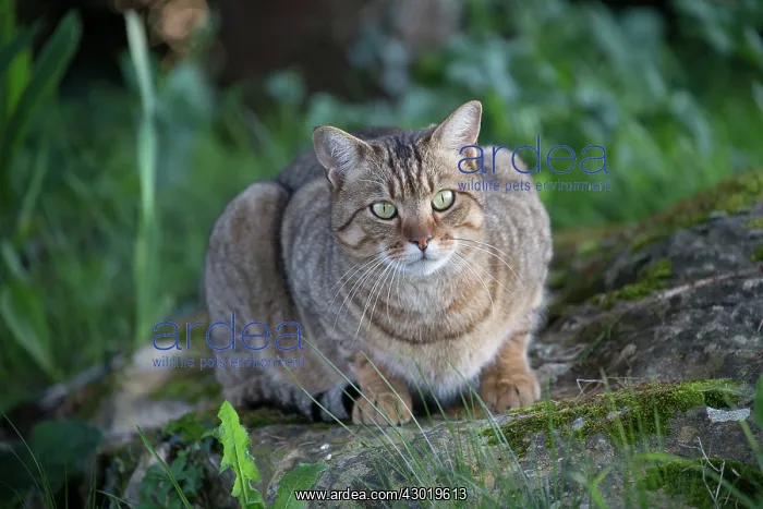  : Cat Domestic Cat