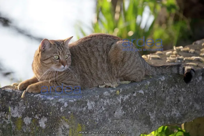  : Cat Domestic Cat