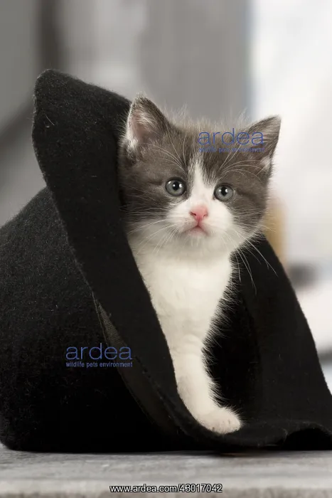  : Cat Domestic kitten