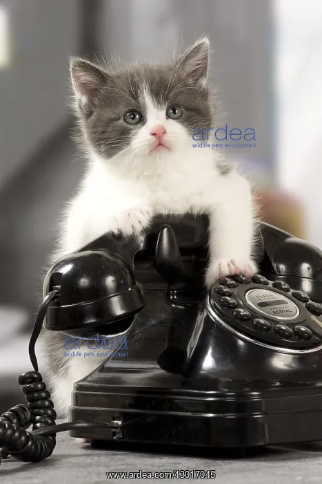 : Cat Domestic kitten : Cat Domestic kitten