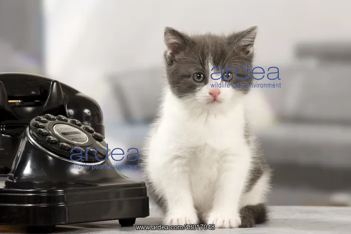 : Cat Domestic kitten : Cat Domestic kitten