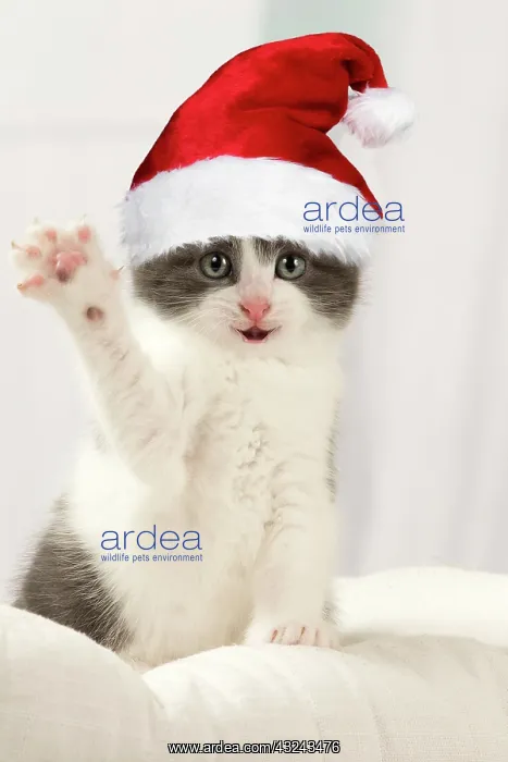 : Cat Domestic kitten 6 weeks old waving raised paw smiling wearing Christmas : Cat Domestic kitten 6 weeks old waving raised paw smiling wearing Christmas