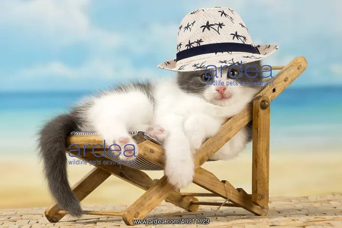 : Cat - Domestic lying in a deckchair wearing a hat on holiday : Cat - Domestic lying in a deckchair wearing a hat on holiday