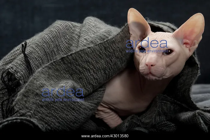  : Cat Donskoy