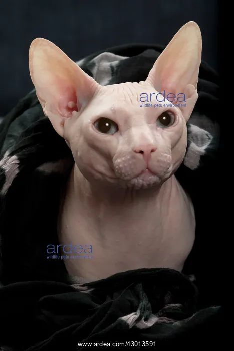  : Cat Donskoy