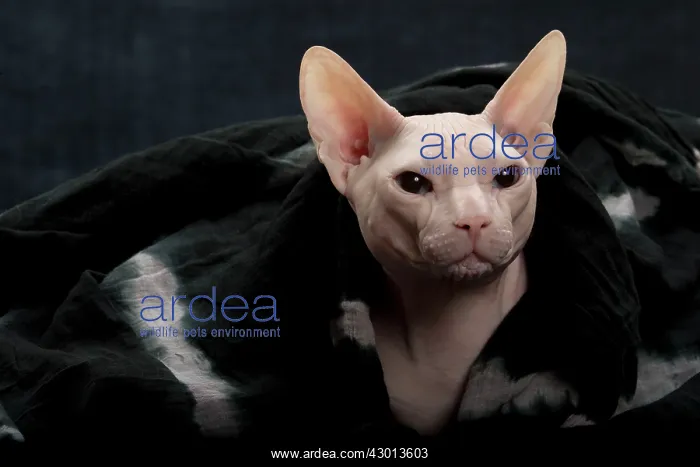  : Cat Donskoy
