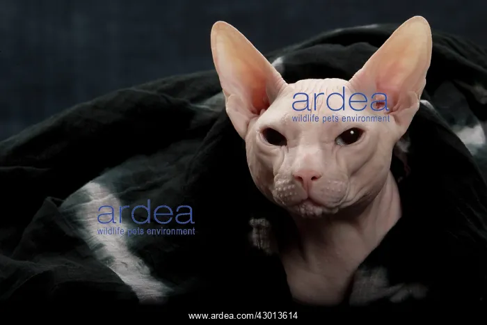  : Cat Donskoy