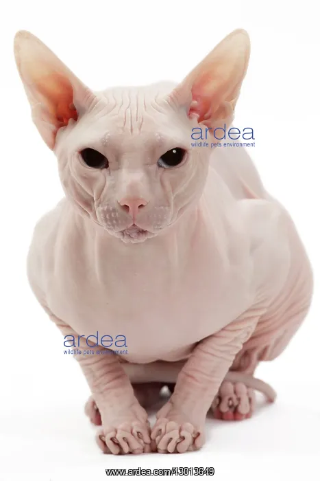  : Cat Donskoy